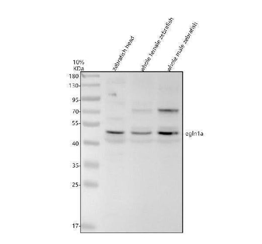 Anti-Zebrafish EGLN1A Antibody Picoband® Boster Bio