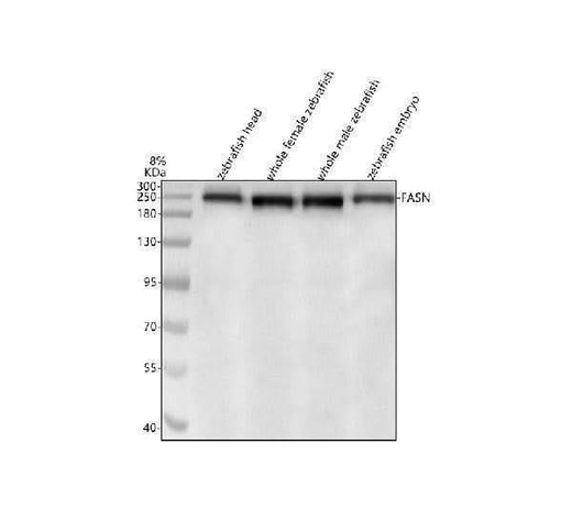 Anti-Zebrafish FASN Antibody Picoband® Boster Bio