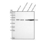 Anti-Zebrafish Kv1.2/KCNA2 Antibody Picoband® Boster Bio
