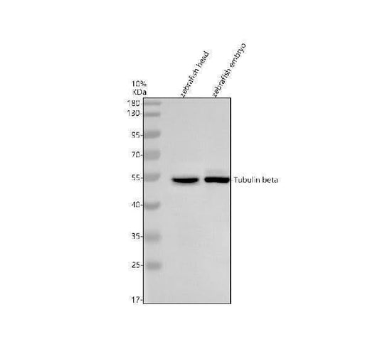 Anti-Zebrafish beta I Tubulin/TUBB1 Antibody Picoband® Boster Bio
