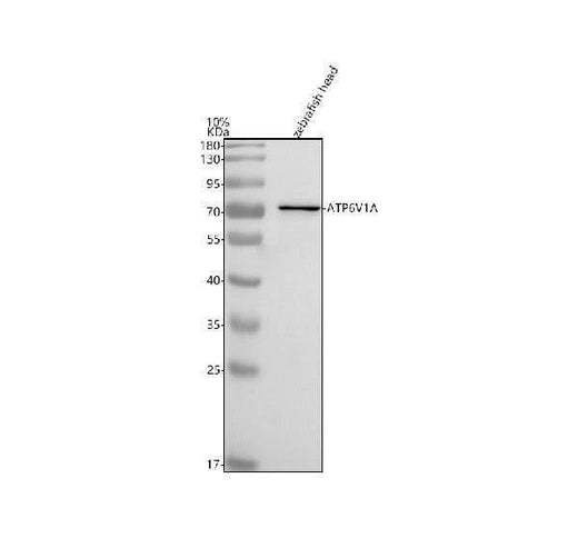Anti-Zebrafish ATP6V1A Antibody Picoband® Boster Bio