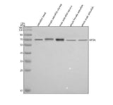 Anti-Zebrafish KIF3A Antibody Picoband® Boster Bio