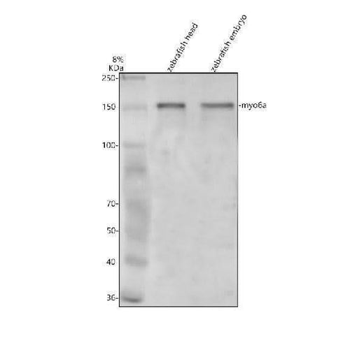 Anti-Zebrafish MYO6A Antibody Picoband® Boster Bio