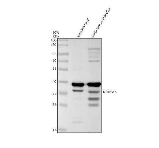 Anti-Zebrafish NFKBIAA Antibody Picoband® Boster Bio