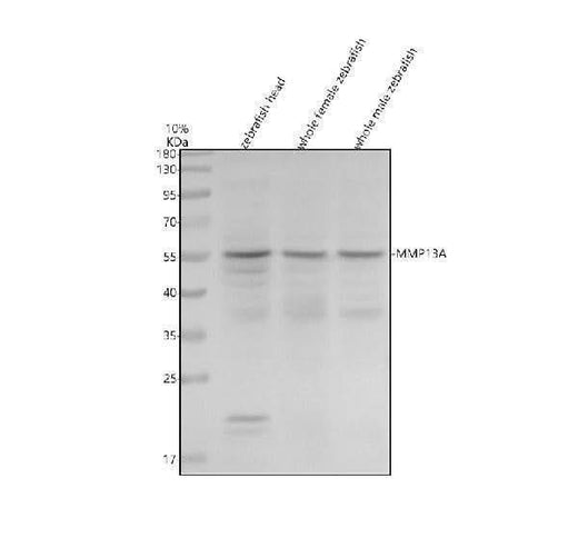 Anti-Zebrafish MMP13A Antibody Picoband® Boster Bio