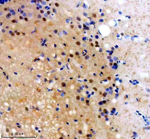 Anti-Zebrafish FOXJ1A Antibody Boster Bio