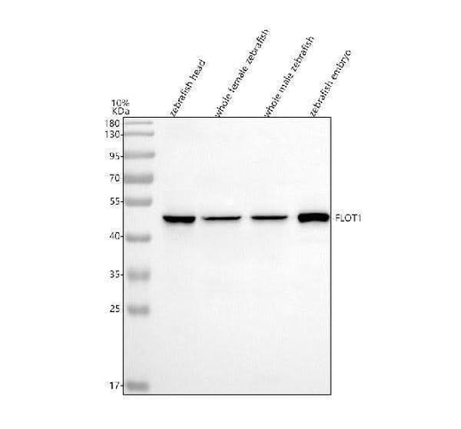 Anti-Zebrafish Flotillin 1/FLOT1 Antibody Picoband® Boster Bio