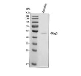 Anti-Zebrafish BAG5 Antibody Picoband® Boster Bio