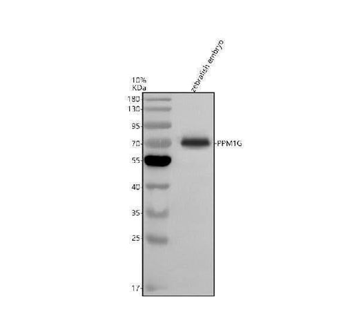 Anti-Zebrafish PPM1G Antibody Picoband® Boster Bio