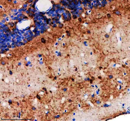 Anti-Zebrafish NEDD8/8l Antibody Boster Bio