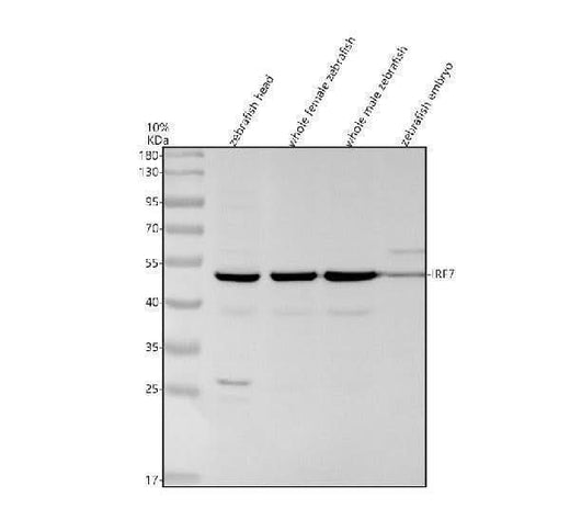 Anti-Zebrafish IRF7 Antibody Picoband® Boster Bio