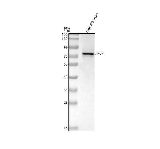 Anti-Zebrafish c-Myb/MYB Antibody Picoband® Boster Bio