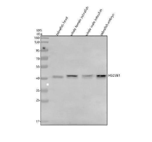 Anti-Zebrafish HSD3B1 Antibody Picoband® Boster Bio