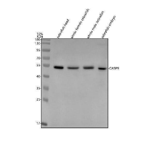 Anti-Zebrafish Caspase 9/CASP9 Antibody Picoband® Boster Bio