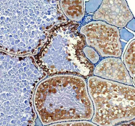 Anti-Zebrafish HSD17B1 Antibody Boster Bio