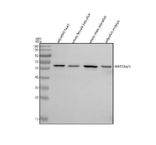 Anti-Zebrafish MAT2Aa/b Antibody Picoband® Boster Bio