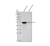 Anti-Zebrafish SYN2A Antibody Picoband® Boster Bio