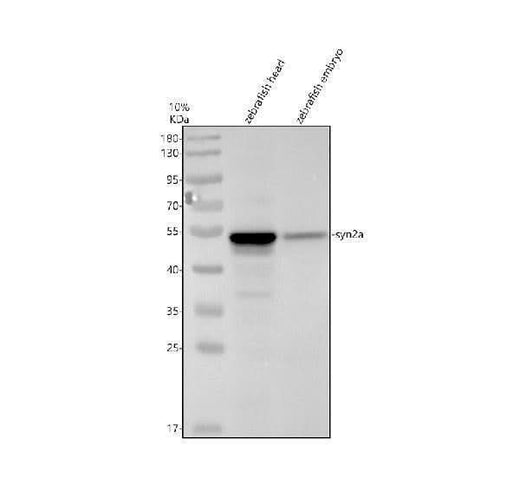 Anti-Zebrafish SYN2A Antibody Picoband® Boster Bio