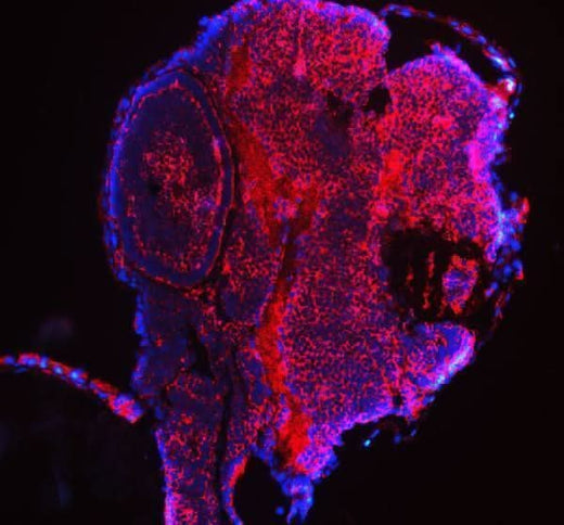 Anti-Zebrafish EIF4A2 Antibody Picoband® Boster Bio