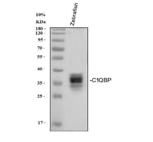 Anti-Zebrafish C1QBP Antibody Picoband® Boster Bio