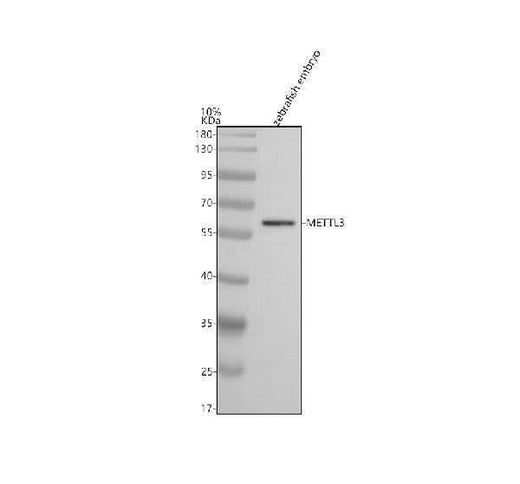 Anti-Zebrafish METTL3 Antibody Picoband® Boster Bio