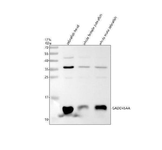 Anti-Zebrafish GADD45AA Antibody Picoband® Boster Bio