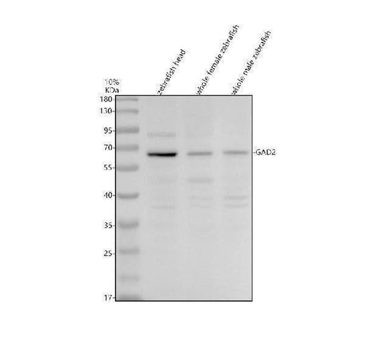 Anti-Zebrafish GAD65/GAD2 Antibody Picoband® Boster Bio