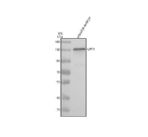Anti-Zebrafish UPF1 Antibody Picoband® Boster Bio