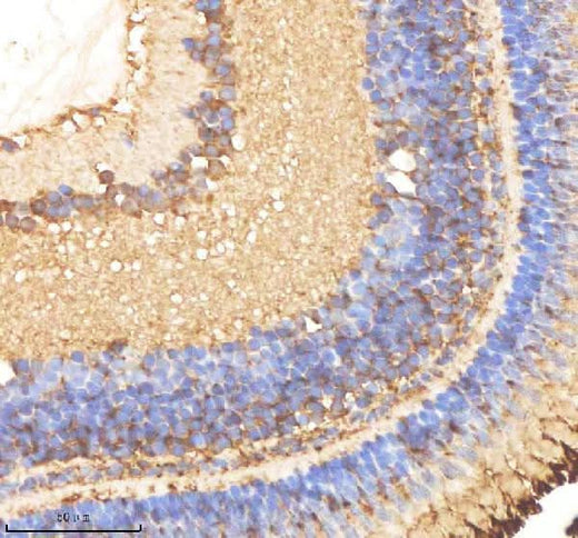 Anti-Zebrafish OAT Antibody Boster Bio