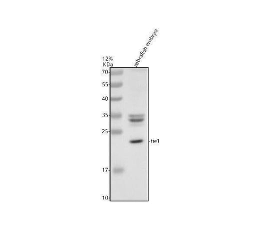 Anti-Zebrafish TIE1 Antibody Picoband® Boster Bio