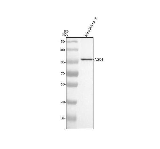 Anti-Zebrafish AGO1 Antibody Picoband® Boster Bio