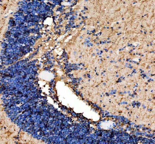 Anti-Zebrafish AGO4 Antibody Picoband® Boster Bio