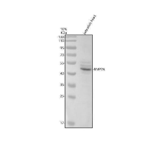 Anti-Zebrafish BMP2A Antibody Picoband® Boster Bio