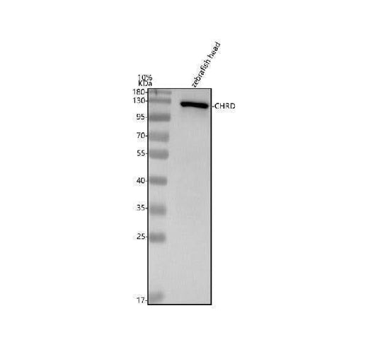 Anti-Zebrafish Chordin/CHRD Antibody Picoband® Boster Bio