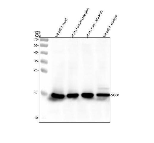 Anti-Zebrafish SOD1 Antibody Picoband® Boster Bio