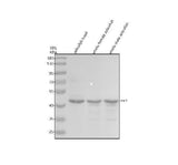 Anti-Zebrafish ZIC1 Antibody Picoband® Boster Bio
