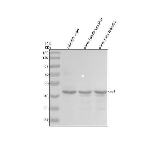 Anti-Zebrafish ZIC1 Antibody Picoband® Boster Bio