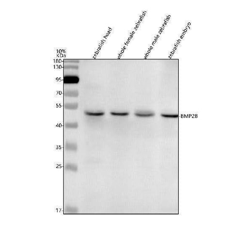 Anti-Zebrafish BMP2B Antibody Picoband® Boster Bio