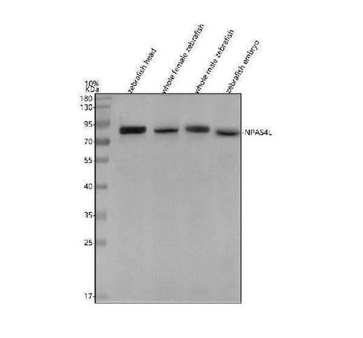 Anti-Zebrafish NPAS4L Antibody Picoband® Boster Bio