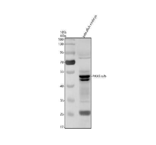 Anti-Zebrafish PAX6(A+B) Antibody Picoband® Boster Bio