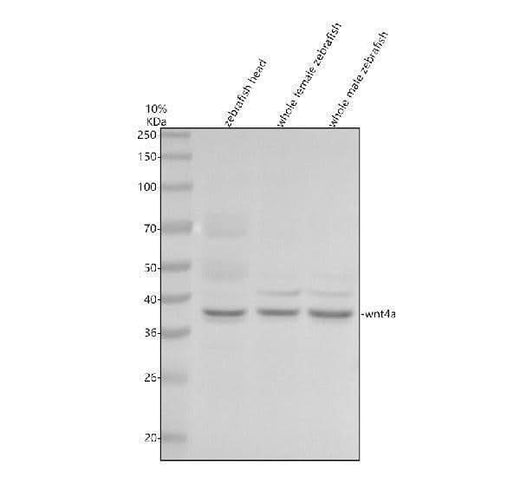 Anti-Zebrafish WNT4A Antibody Picoband® Boster Bio