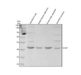 Anti-Zebrafish Cyclin E1/CCNE1 Antibody Picoband® Boster Bio