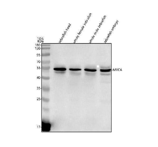 Anti-Zebrafish MYCA Antibody Picoband® Boster Bio