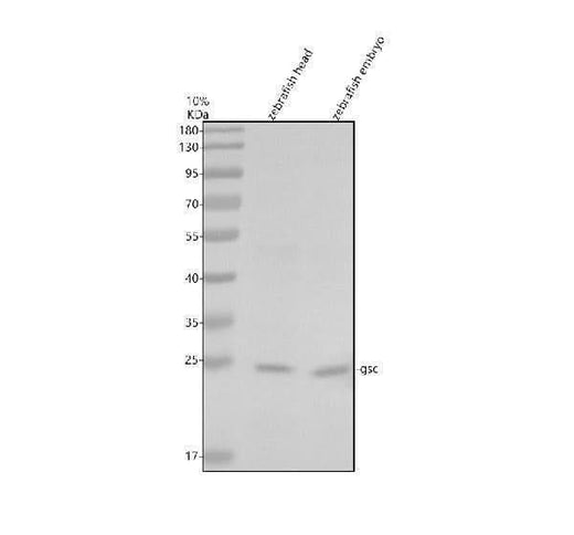 Anti-Zebrafish GSC Antibody Picoband® Boster Bio