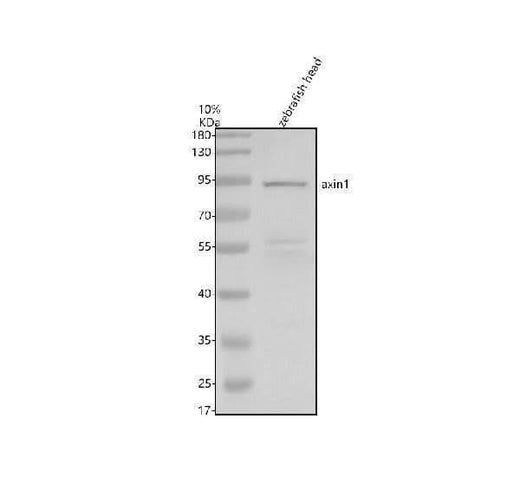 Anti-Zebrafish AXIN1 Antibody Picoband® Boster Bio