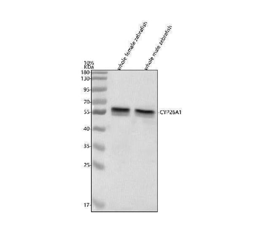 Anti-Zebrafish CYP26A1 Antibody Picoband® Boster Bio