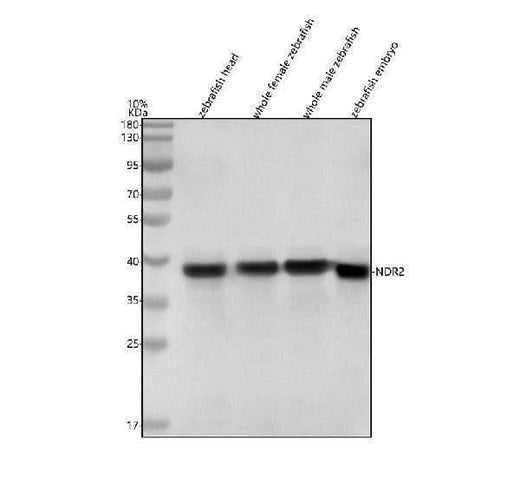 Anti-Zebrafish NDR2 Antibody Picoband® Boster Bio