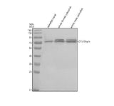 Anti-Zebrafish OTUD5a/b Antibody Picoband® Boster Bio