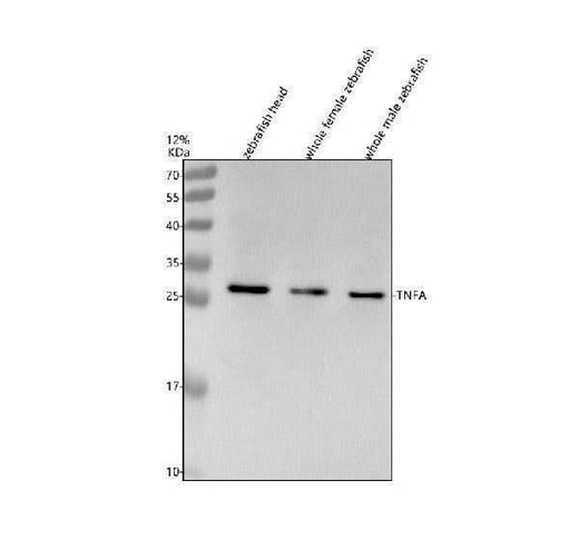 Anti-Zebrafish TNFA Antibody Picoband® Boster Bio