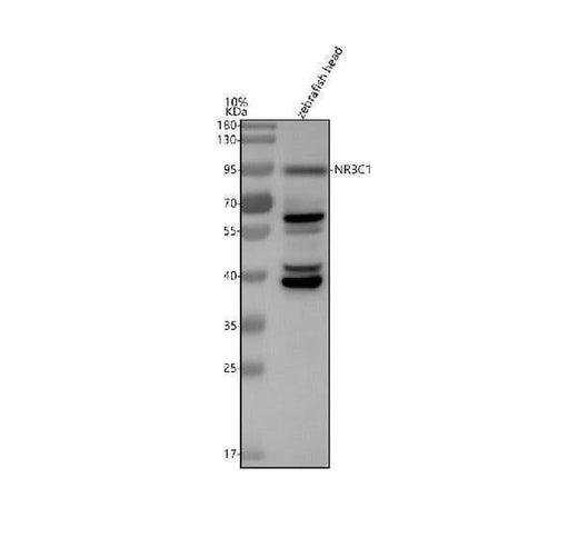 Anti-Zebrafish Glucocorticoid receptor/NR3C1 Antibody Picoband® Boster Bio